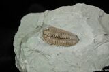 / Inch Prone Flexicalymene Trilobite #491-4